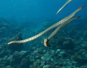 Serpentes Marinhas 4
