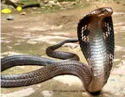 Serpentes Venenosas -1