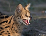 Serval 1