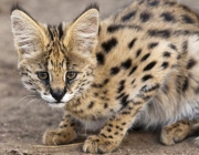 Serval 2