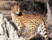 Serval 3