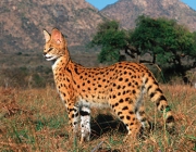 Serval 4