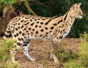 Serval 5