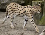Serval 6