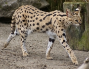 Serval 6