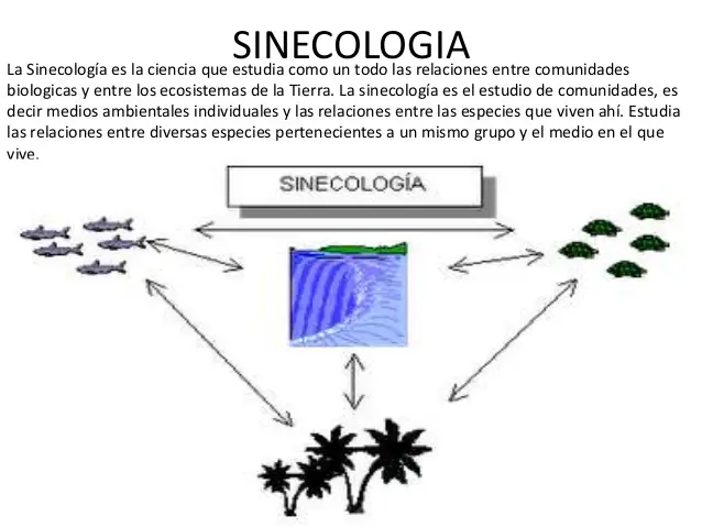 Sinecologia 4