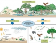 Sistema Ecológico 1