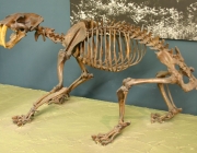 Smilodon 5