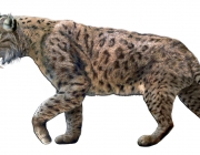 Smilodon 6