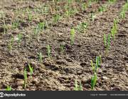 Crops planted in rich soil grow under east sun.Plants grain sprouts in black dirt.