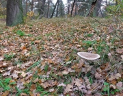 panoramic image of the forest litter in autumn forest in October