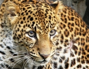 Subespécies do Leopardo 2