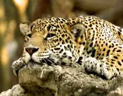 Subespécies do Leopardo 4