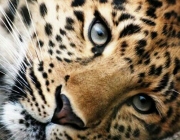 Subespécies do Leopardo 5