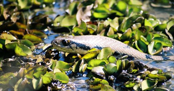 Surucucu - características, ecologia - Cobras - InfoEscola