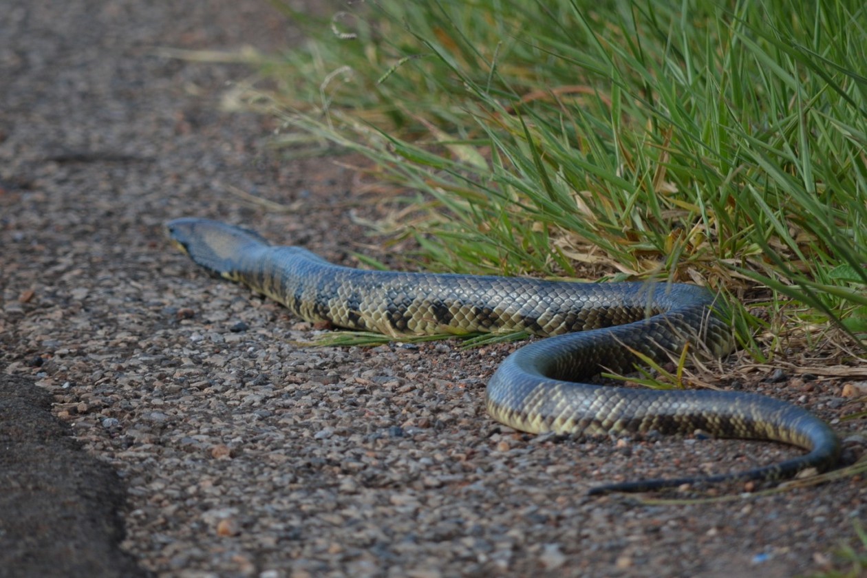 Surucucu - características, ecologia - Cobras - InfoEscola