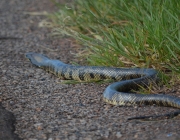 Surucucu do Pantanal 6