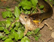 Surucucu do Papo Amarelo se Alimentando 1