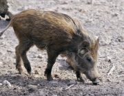 Sus Scrofa Cristatus 1