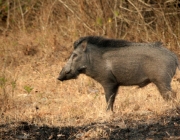 Sus Scrofa Cristatus 2