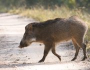 Sus Scrofa Cristatus 3