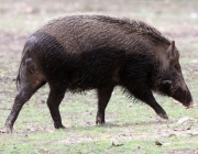 Sus Scrofa Cristatus 4