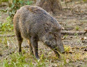 Sus Scrofa Cristatus 6