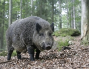 Sus Scrofa 1