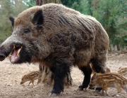 Sus Scrofa 6