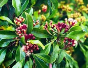 Syzygium Aromaticum 1