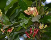 Syzygium Aromaticum 2
