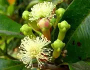 Syzygium Aromaticum 3