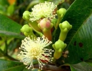 Syzygium Aromaticum 3