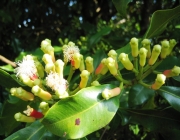 Syzygium Aromaticum 4