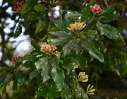 Syzygium Aromaticum 6