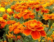 Tagetes Anão 1