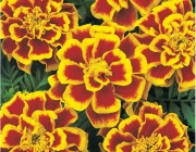 Tagetes Anão 2