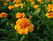 Tagetes Anão 3