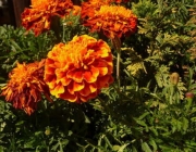 Tagetes Anão 4