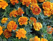 Tagetes-anão