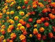 Tagetes Anão 6