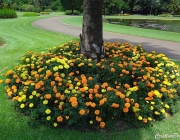 Tagetes no Jardim 1