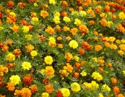 Tagetes no Jardim 2