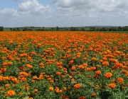 Tagetes no Jardim 3