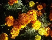 Tagetes no Jardim 4