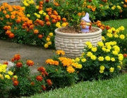 Tagetes no Jardim 6