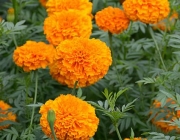 Tagetes 1