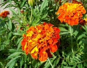 Tagetes 2