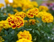 Tagetes 3