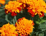 Tagetes 4